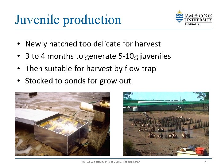 Juvenile production • • Newly hatched too delicate for harvest 3 to 4 months