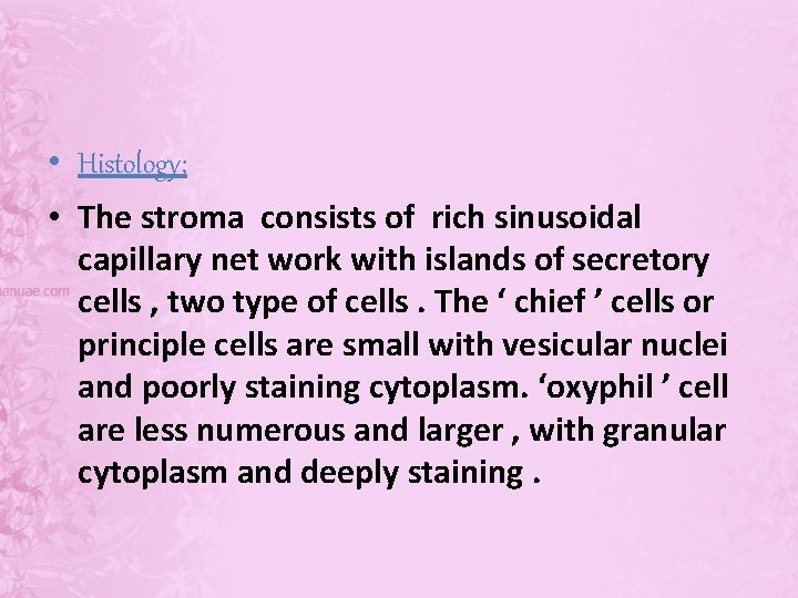  • Histology; • The stroma consists of rich sinusoidal capillary net work with