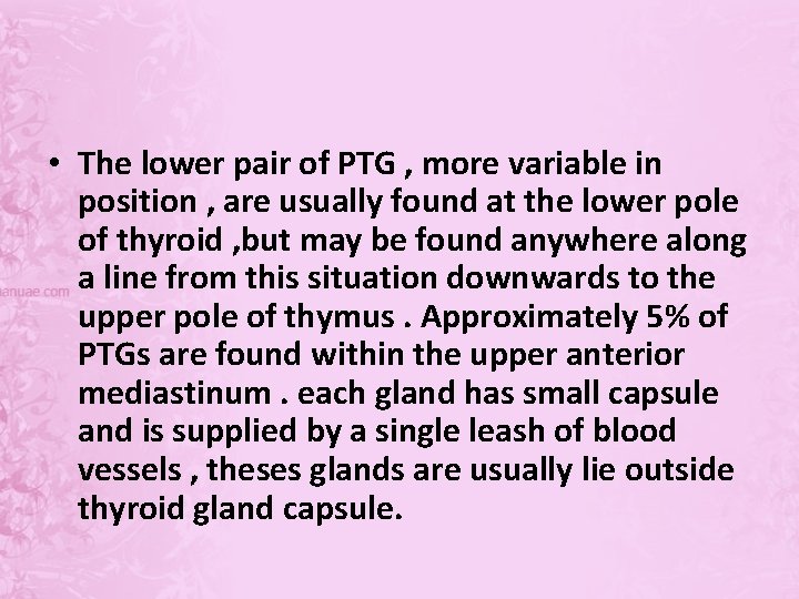  • The lower pair of PTG , more variable in position , are