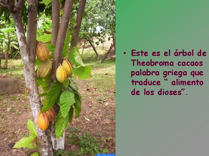  • Este es el árbol de Theobroma cacaos palabra griega que traduce “