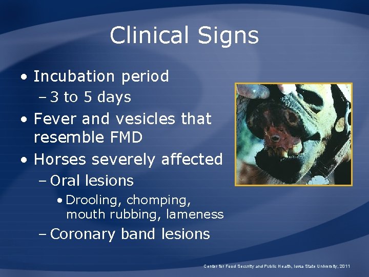 Clinical Signs • Incubation period – 3 to 5 days • Fever and vesicles