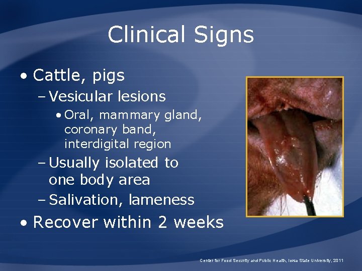 Clinical Signs • Cattle, pigs – Vesicular lesions • Oral, mammary gland, coronary band,