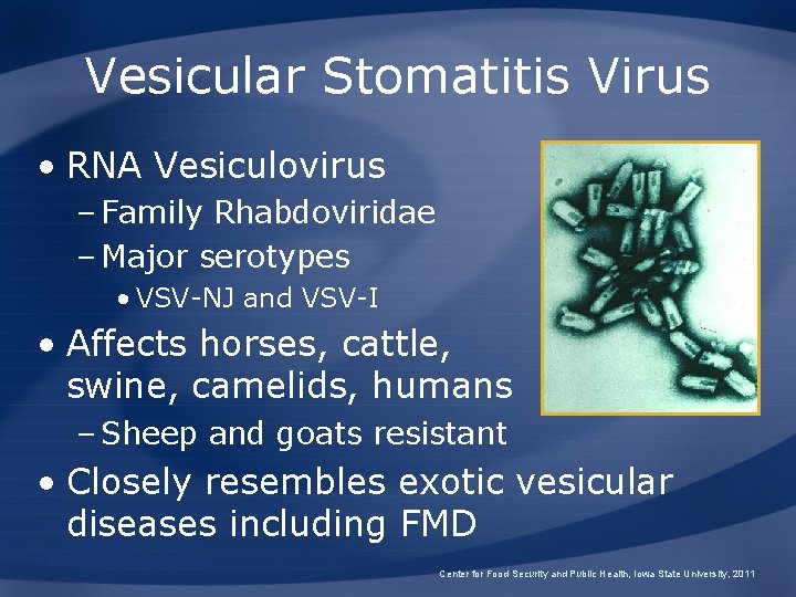 Vesicular Stomatitis Virus • RNA Vesiculovirus – Family Rhabdoviridae – Major serotypes • VSV-NJ
