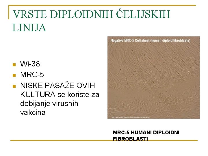 VRSTE DIPLOIDNIH ĆELIJSKIH LINIJA n n n Wi-38 MRC-5 NISKE PASAŽE OVIH KULTURA se
