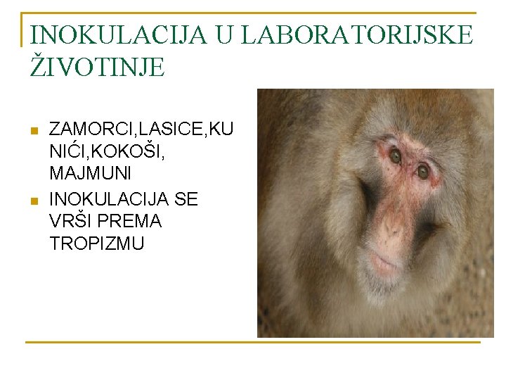 INOKULACIJA U LABORATORIJSKE ŽIVOTINJE n n ZAMORCI, LASICE, KU NIĆI, KOKOŠI, MAJMUNI INOKULACIJA SE