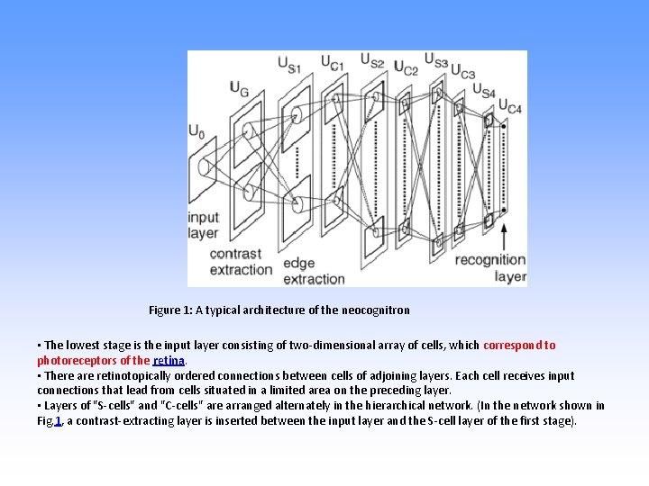 Figure 1: A typical architecture of the neocognitron • The lowest stage is the