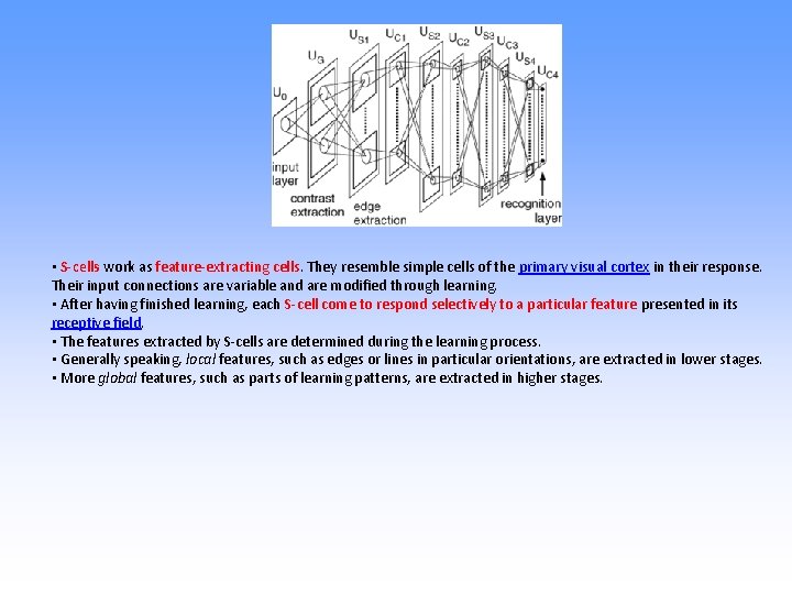  • S-cells work as feature-extracting cells. They resemble simple cells of the primary