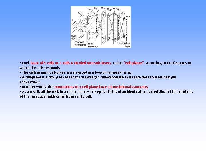  • Each layer of S-cells or C-cells is divided into sub-layers, called "cell-planes",