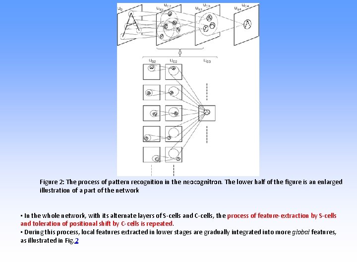 Figure 2: The process of pattern recognition in the neocognitron. The lower half of