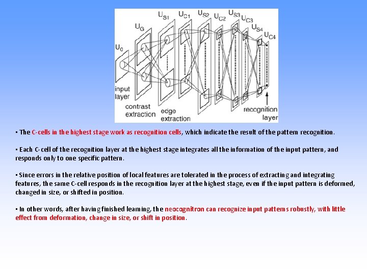  • The C-cells in the highest stage work as recognition cells, which indicate