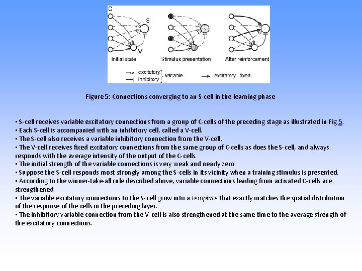 Figure 5: Connections converging to an S-cell in the learning phase • S-cell receives