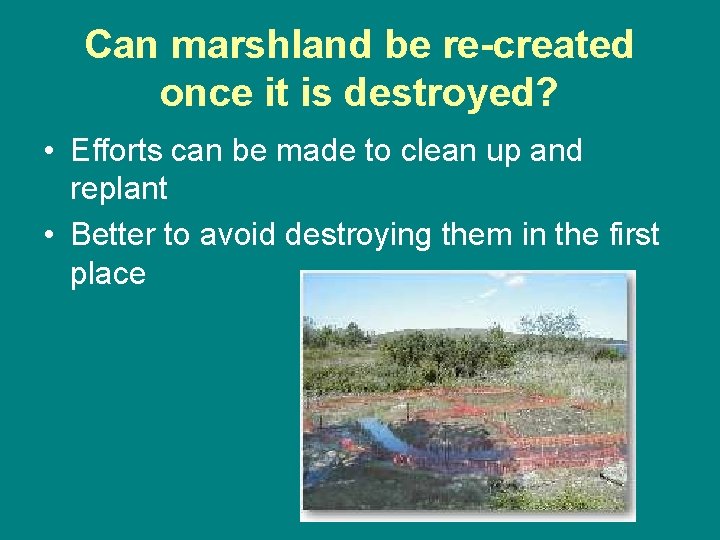 Can marshland be re-created once it is destroyed? • Efforts can be made to