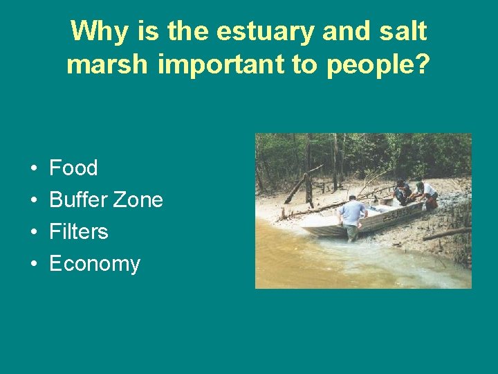 Why is the estuary and salt marsh important to people? • • Food Buffer