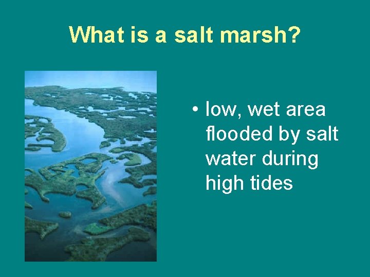 What is a salt marsh? • low, wet area flooded by salt water during