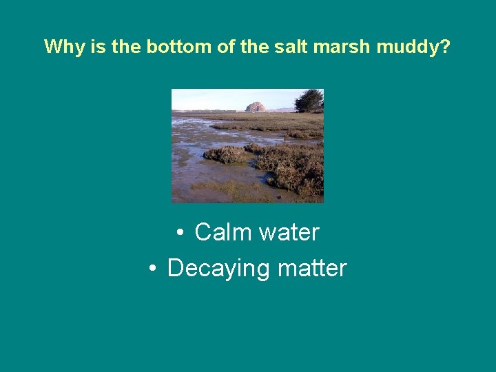 Why is the bottom of the salt marsh muddy? • Calm water • Decaying