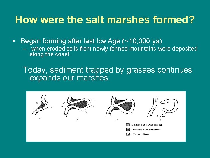 How were the salt marshes formed? • Began forming after last Ice Age (~10,