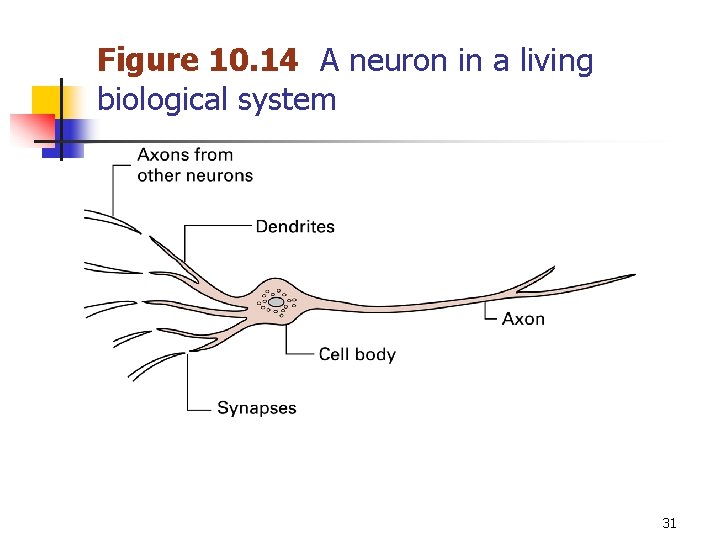 Figure 10. 14 A neuron in a living biological system 31 