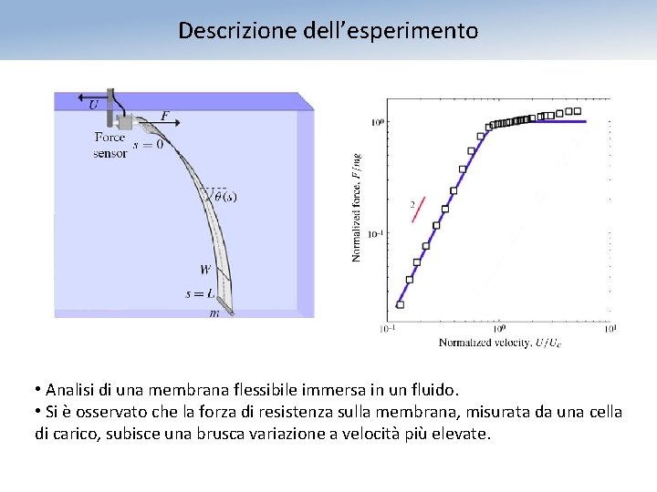 Descrizione dell’esperimento • Analisi di una membrana flessibile immersa in un fluido. • Si