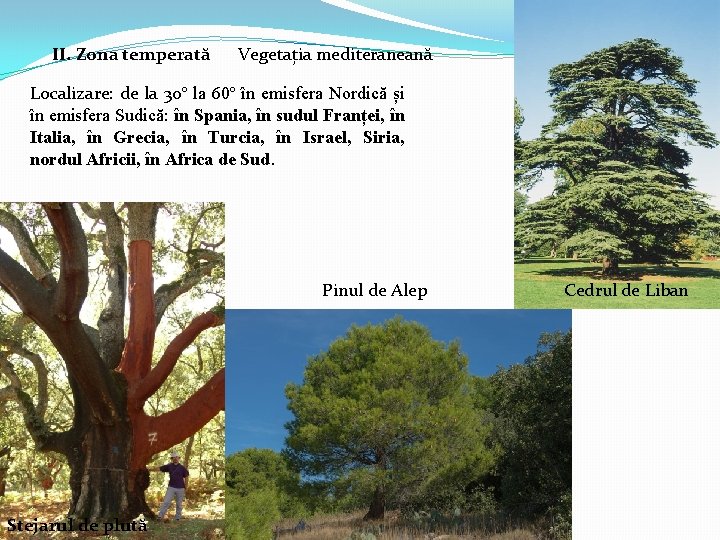 II. Zona temperată Vegetația mediteraneană Localizare: de la 30º la 60º în emisfera Nordică