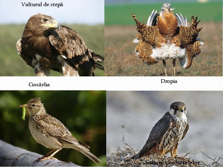 Vulturul de stepă Ciocârlia Dropia Șoimul rândunelelor 