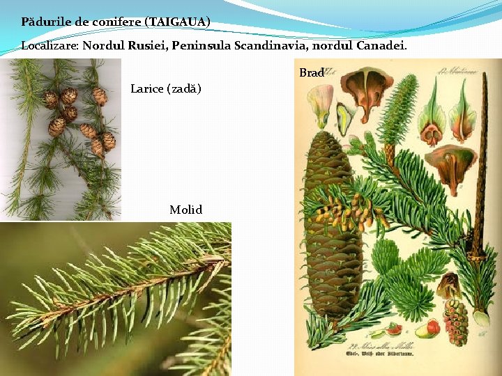 Pădurile de conifere (TAIGAUA) Localizare: Nordul Rusiei, Peninsula Scandinavia, nordul Canadei. Brad Larice (zadă)