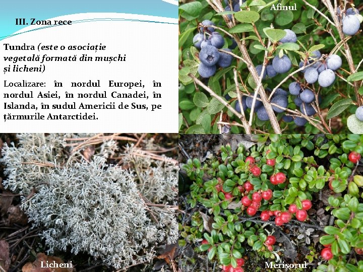 Afinul III. Zona rece Tundra (este o asociație vegetală formată din mușchi și licheni)