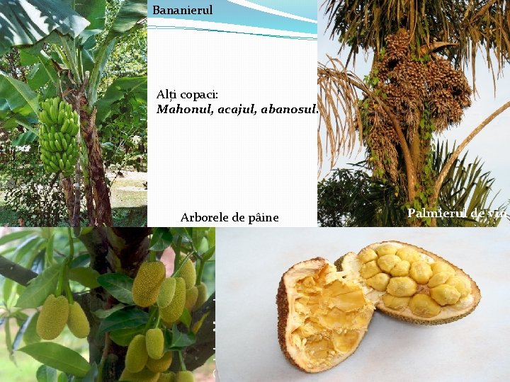 Bananierul Alți copaci: Mahonul, acajul, abanosul. Arborele de pâine Palmierul de vin 