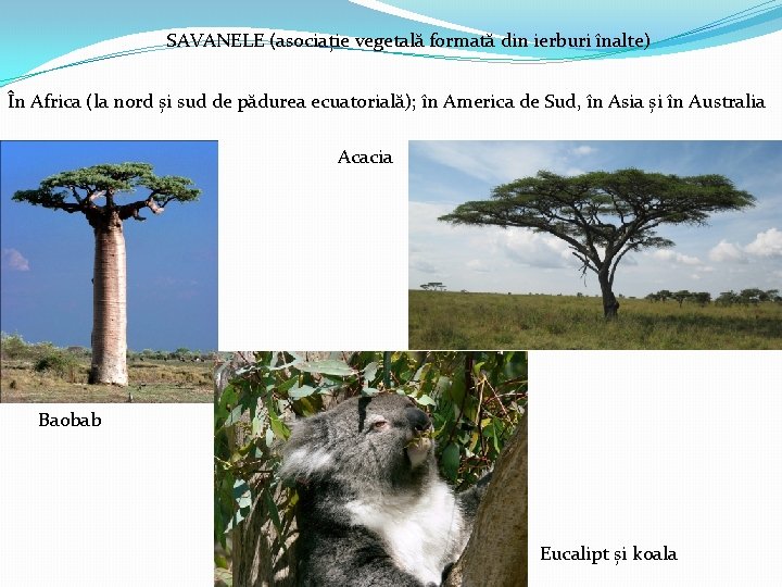 SAVANELE (asociație vegetală formată din ierburi înalte) În Africa (la nord și sud de