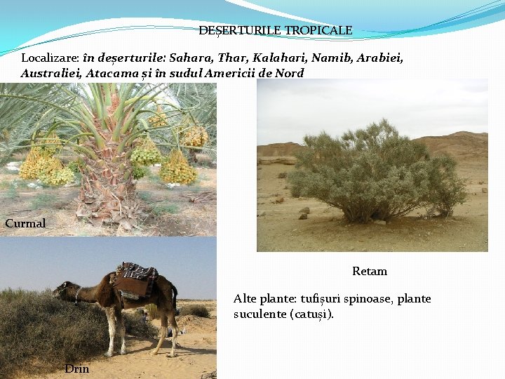 DEȘERTURILE TROPICALE Localizare: în deșerturile: Sahara, Thar, Kalahari, Namib, Arabiei, Australiei, Atacama și în