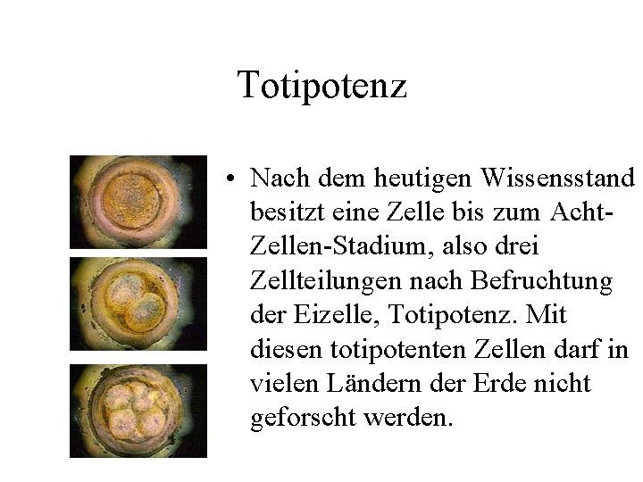 Totipotenz • Nach dem heutigen Wissensstand besitzt eine Zelle bis zum Acht. Zellen-Stadium, also