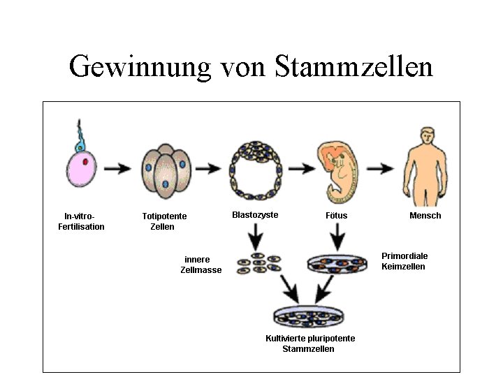 Gewinnung von Stammzellen 