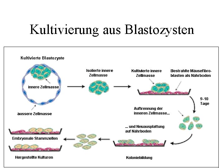 Kultivierung aus Blastozysten 