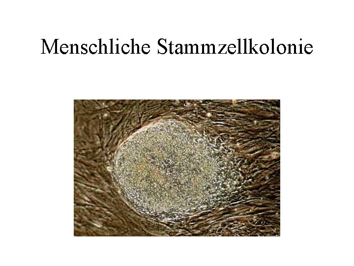 Menschliche Stammzellkolonie 