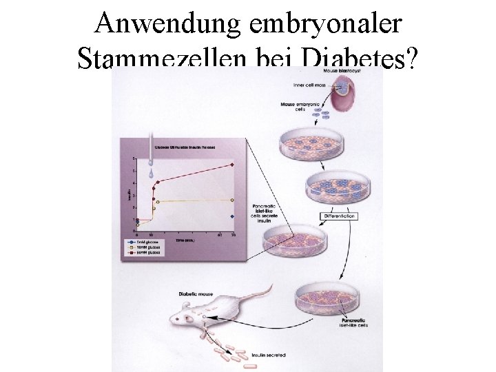 Anwendung embryonaler Stammezellen bei Diabetes? 