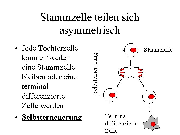 Stammzelle teilen sich asymmetrisch Stammzelle Selbsterneuerung • Jede Tochterzelle kann entweder eine Stammzelle bleiben