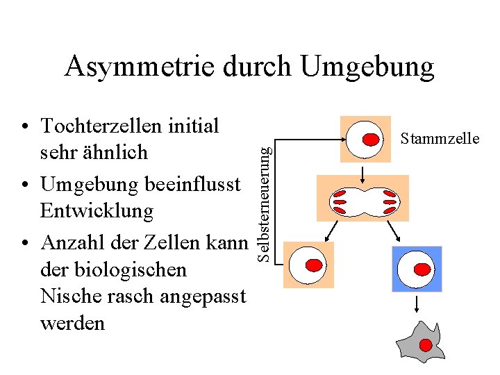  • Tochterzellen initial sehr ähnlich • Umgebung beeinflusst Entwicklung • Anzahl der Zellen