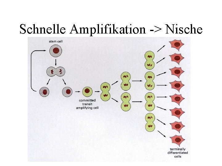 Schnelle Amplifikation -> Nische 