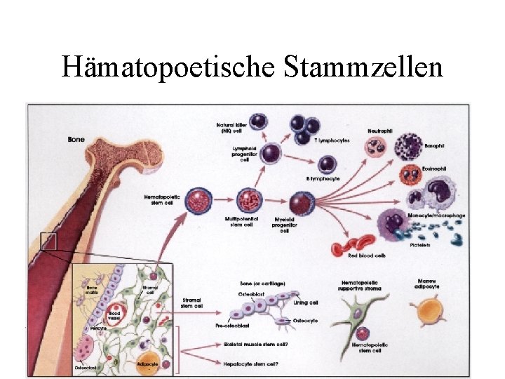 Hämatopoetische Stammzellen 