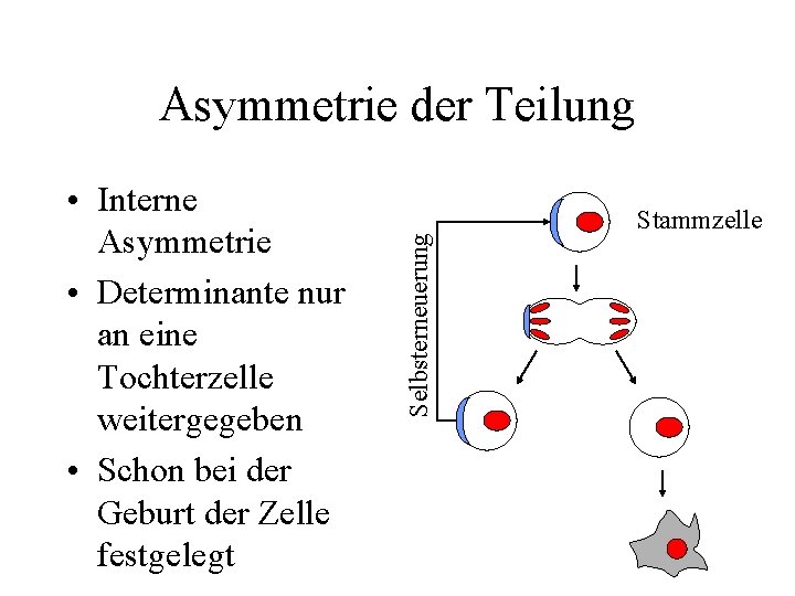  • Interne Asymmetrie • Determinante nur an eine Tochterzelle weitergegeben • Schon bei