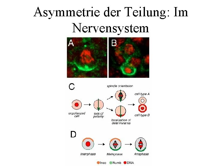 Asymmetrie der Teilung: Im Nervensystem 