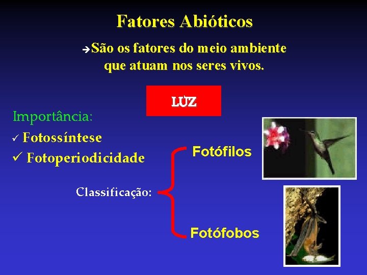 Fatores Abióticos São os fatores do meio ambiente que atuam nos seres vivos. Importância: Fatores Abióticos São os fatores do meio ambiente que atuam nos seres vivos. Importância: