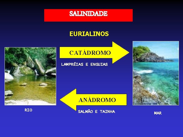 SALINIDADE EURIALINOS CATÁDROMO LAMPRÉIAS E ENGUIAS ANÁDROMO RIO SALMÃO E TAINHA MAR SALINIDADE EURIALINOS CATÁDROMO LAMPRÉIAS E ENGUIAS ANÁDROMO RIO SALMÃO E TAINHA MAR