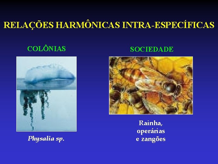 RELAÇÕES HARMÔNICAS INTRA-ESPECÍFICAS COLÔNIAS SOCIEDADE Physalia sp. Rainha, operárias e zangões RELAÇÕES HARMÔNICAS INTRA-ESPECÍFICAS COLÔNIAS SOCIEDADE Physalia sp. Rainha, operárias e zangões