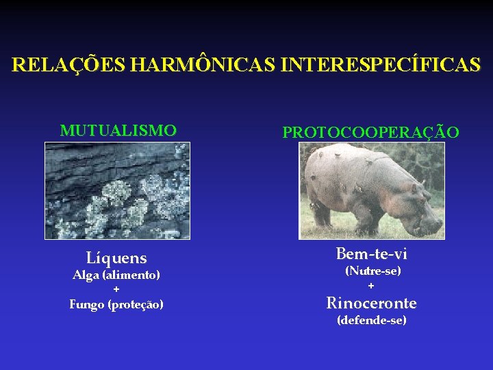 RELAÇÕES HARMÔNICAS INTERESPECÍFICAS MUTUALISMO PROTOCOOPERAÇÃO Líquens Bem-te-vi Alga (alimento) + Fungo (proteção) (Nutre-se) + RELAÇÕES HARMÔNICAS INTERESPECÍFICAS MUTUALISMO PROTOCOOPERAÇÃO Líquens Bem-te-vi Alga (alimento) + Fungo (proteção) (Nutre-se) +