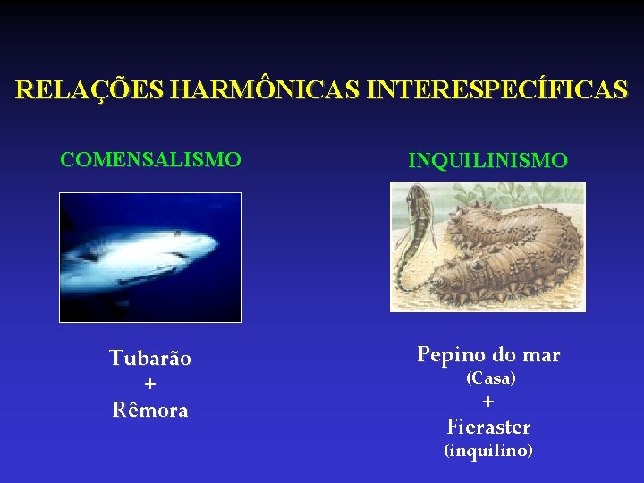 RELAÇÕES HARMÔNICAS INTERESPECÍFICAS COMENSALISMO INQUILINISMO Tubarão + Rêmora Pepino do mar (Casa) + Fieraster RELAÇÕES HARMÔNICAS INTERESPECÍFICAS COMENSALISMO INQUILINISMO Tubarão + Rêmora Pepino do mar (Casa) + Fieraster