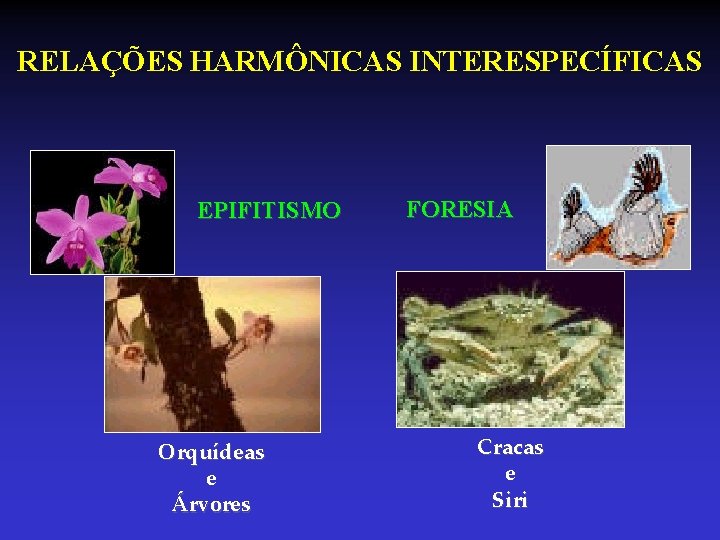 RELAÇÕES HARMÔNICAS INTERESPECÍFICAS EPIFITISMO Orquídeas e Árvores FORESIA Cracas e Siri RELAÇÕES HARMÔNICAS INTERESPECÍFICAS EPIFITISMO Orquídeas e Árvores FORESIA Cracas e Siri