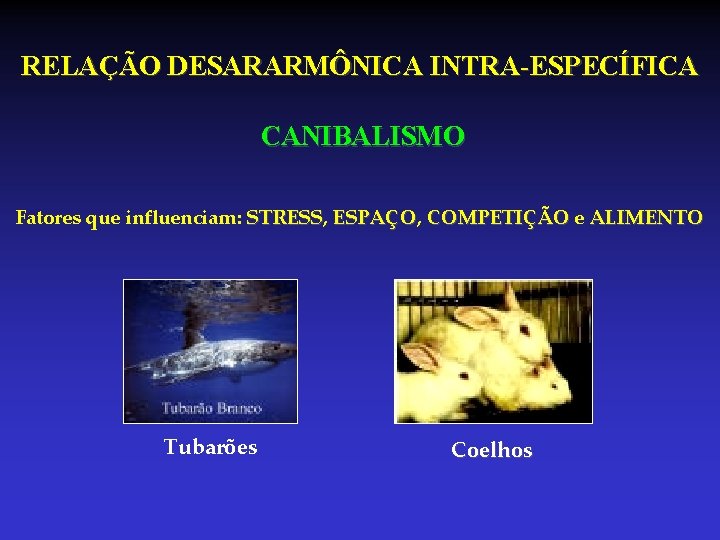 RELAÇÃO DESARARMÔNICA INTRA-ESPECÍFICA CANIBALISMO Fatores que influenciam: STRESS, STRESS ESPAÇO, ESPAÇO COMPETIÇÃO e ALIMENTO RELAÇÃO DESARARMÔNICA INTRA-ESPECÍFICA CANIBALISMO Fatores que influenciam: STRESS, STRESS ESPAÇO, ESPAÇO COMPETIÇÃO e ALIMENTO