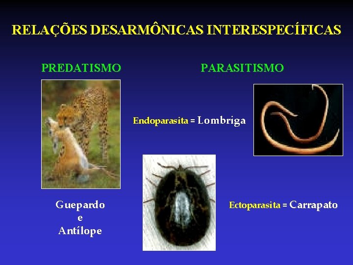 RELAÇÕES DESARMÔNICAS INTERESPECÍFICAS PREDATISMO PARASITISMO Endoparasita = Lombriga Guepardo e Antílope Ectoparasita = Carrapato RELAÇÕES DESARMÔNICAS INTERESPECÍFICAS PREDATISMO PARASITISMO Endoparasita = Lombriga Guepardo e Antílope Ectoparasita = Carrapato