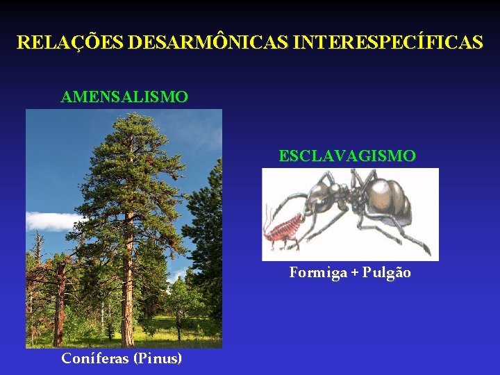RELAÇÕES DESARMÔNICAS INTERESPECÍFICAS AMENSALISMO ESCLAVAGISMO Formiga + Pulgão Coníferas (Pinus) RELAÇÕES DESARMÔNICAS INTERESPECÍFICAS AMENSALISMO ESCLAVAGISMO Formiga + Pulgão Coníferas (Pinus)