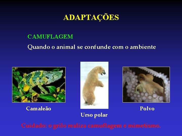 ADAPTAÇÕES CAMUFLAGEM Quando o animal se confunde com o ambiente Camaleão Urso polar Polvo ADAPTAÇÕES CAMUFLAGEM Quando o animal se confunde com o ambiente Camaleão Urso polar Polvo